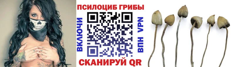 Галлюциногенные грибы Psilocybine cubensis  Купить  Камешково 